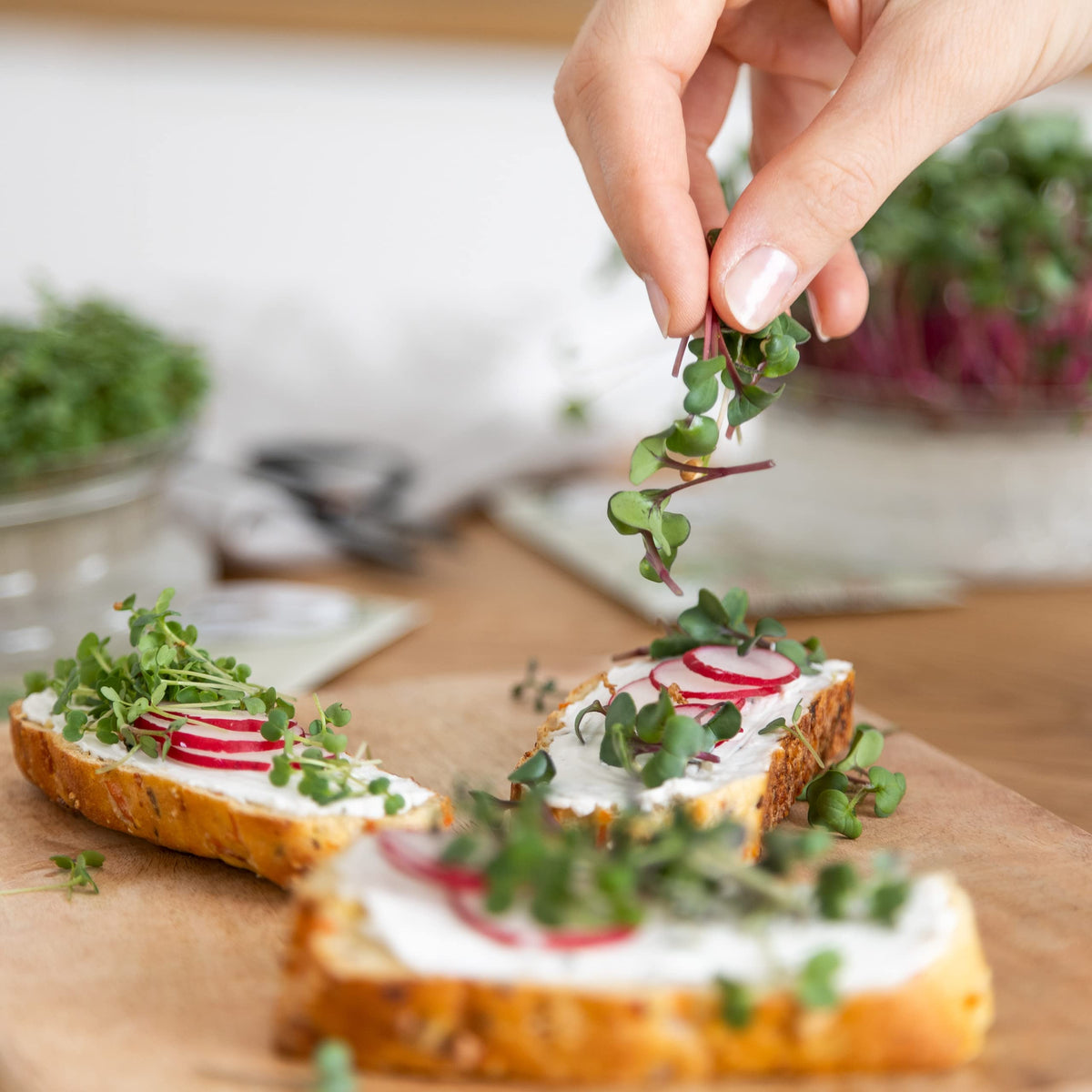Microgreens Samen Set von OwnGrown - 8 Sorten BIO Sprossen und Mikrogrün Saatgut im Microgreens Starter Set - Alfalfa, Rucola, Kresse für Kresse Anzuchtschalen uvm - Sprossen Samen