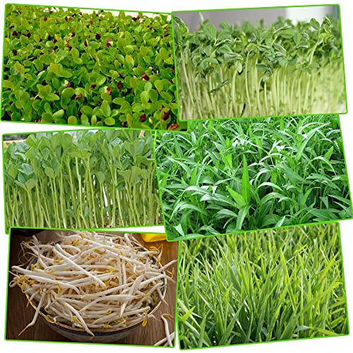 5 Stück Keimung Tablett Kunststoff Samen Keimung Tablett 34 * 25 * 4cm Plastik Seed Sprouter Hoch atmungsaktive Seed Starter Tray Dauerhaft Kresse Keimschale für Verschiedene Samen (Grün)