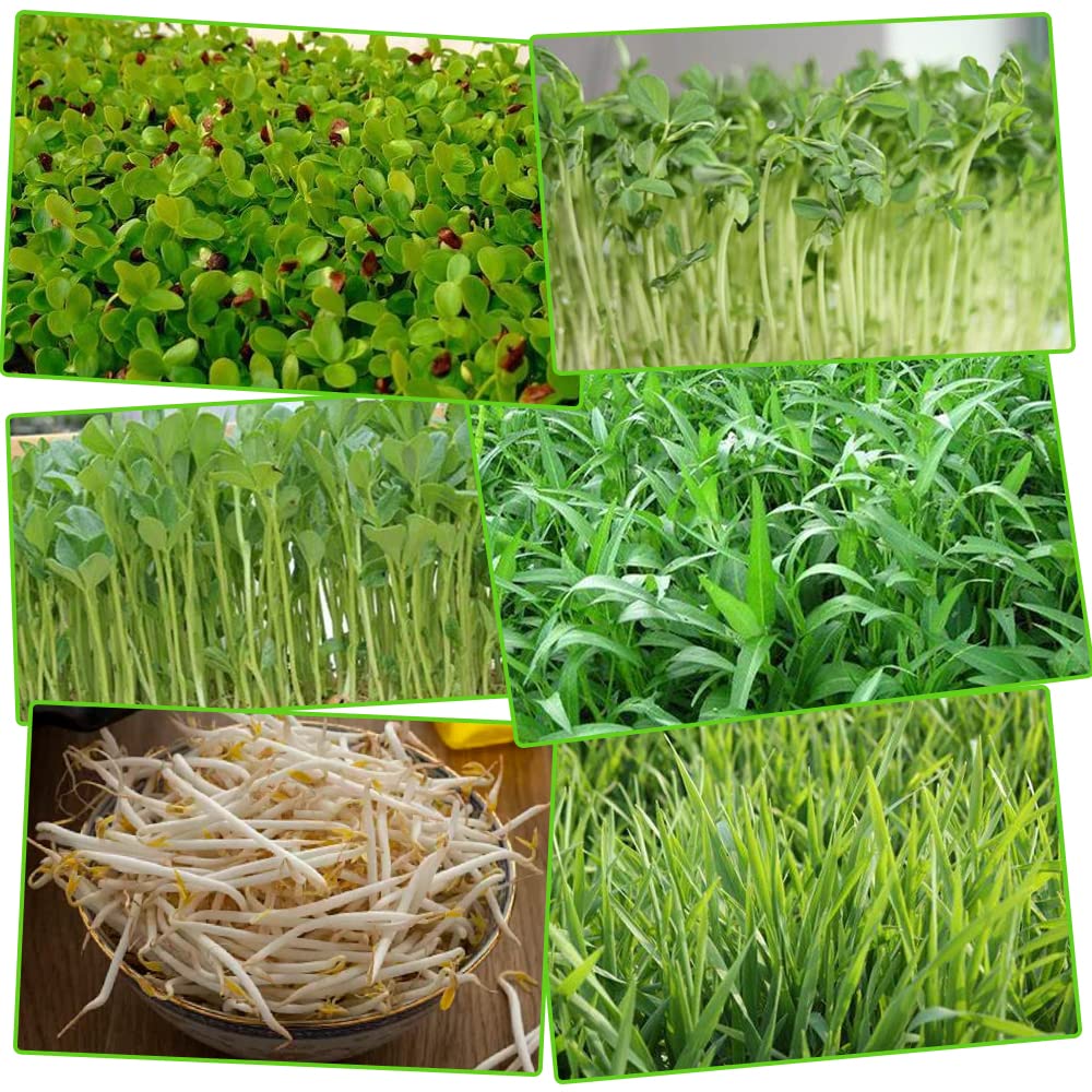 5 Stück Keimung Tablett Kunststoff Samen Keimung Tablett 34 * 25 * 4cm Plastik Seed Sprouter Hoch atmungsaktive Seed Starter Tray Dauerhaft Kresse Keimschale für Verschiedene Samen (Grün)