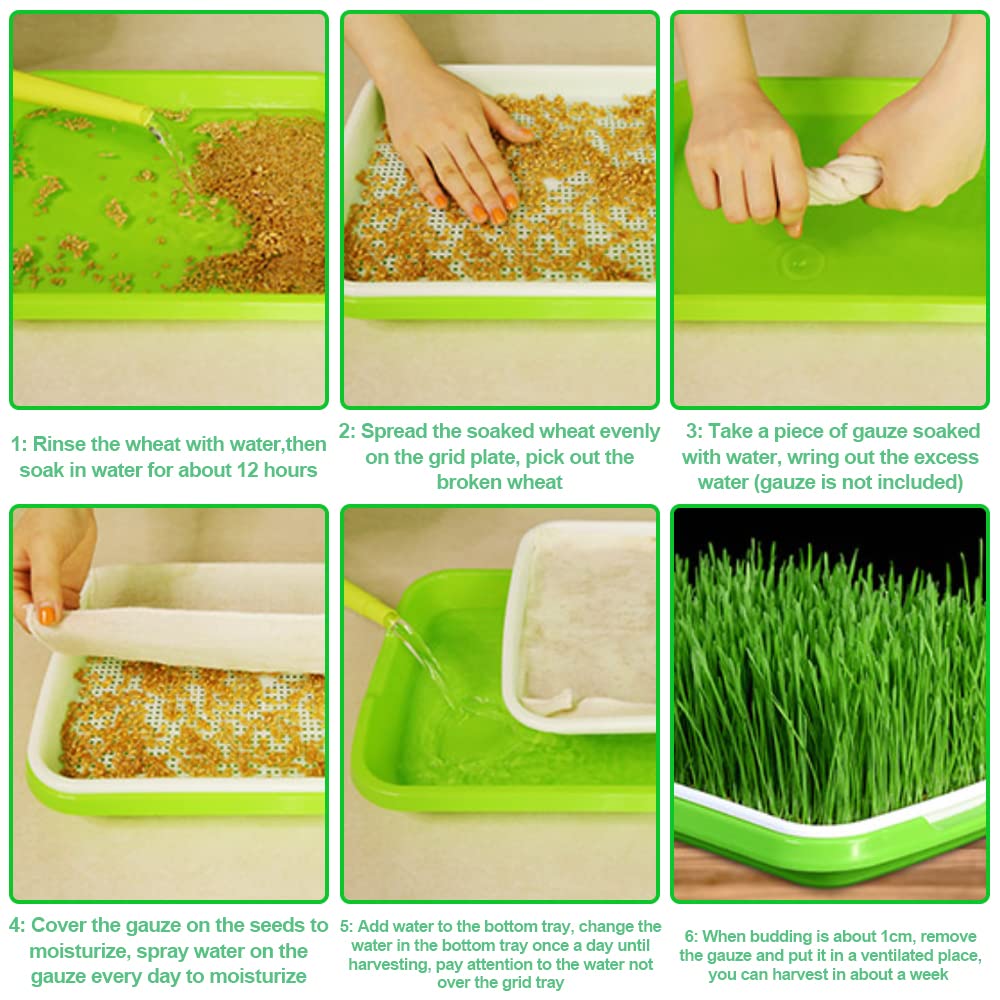 5 Stück Keimung Tablett Kunststoff Samen Keimung Tablett 34 * 25 * 4cm Plastik Seed Sprouter Hoch atmungsaktive Seed Starter Tray Dauerhaft Kresse Keimschale für Verschiedene Samen (Grün)