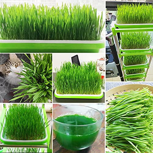 5 Stück Keimung Tablett Kunststoff Samen Keimung Tablett 34 * 25 * 4cm Plastik Seed Sprouter Hoch atmungsaktive Seed Starter Tray Dauerhaft Kresse Keimschale für Verschiedene Samen (Grün)