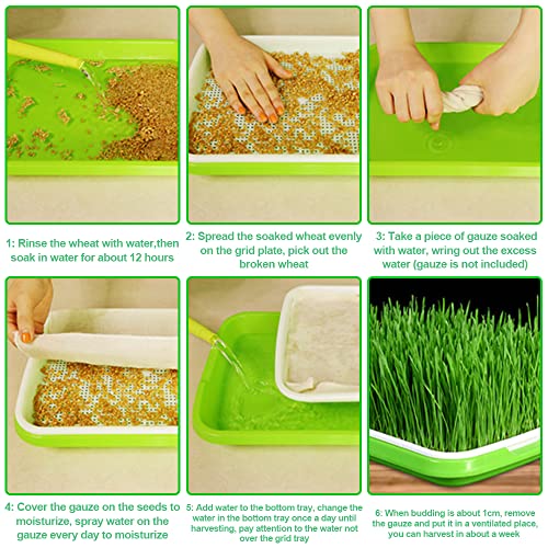5 Stück Keimung Tablett Kunststoff Samen Keimung Tablett 34 * 25 * 4cm Plastik Seed Sprouter Hoch atmungsaktive Seed Starter Tray Dauerhaft Kresse Keimschale für Verschiedene Samen (Grün)