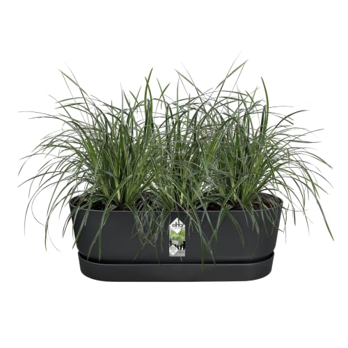 elho Greenville Easy Balcony 52 Blumentopf Balkon - Übertopf für Balkon - 100% recyceltes Plastik - Ø 52.0 x H 19.4 cm - Living Schwarz
